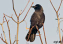 Corvus caurinus